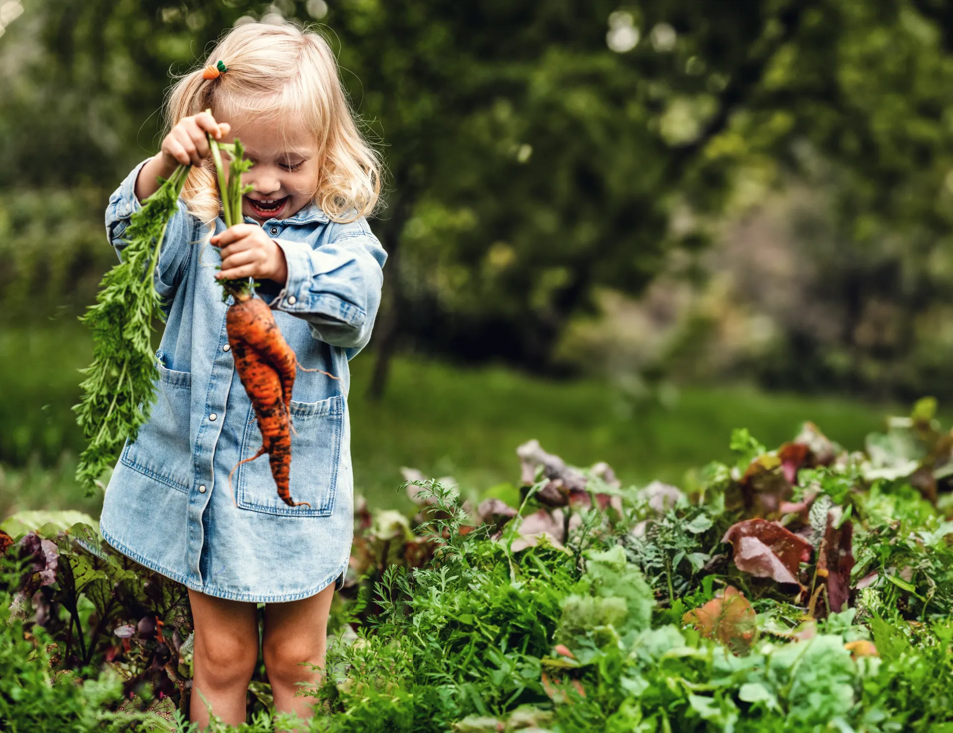 petite fille dans un potager récoltant une carotte