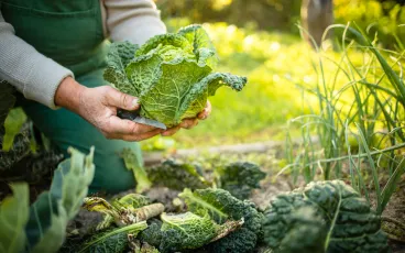 choux, jardin, potager