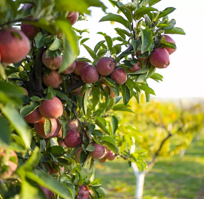 Pommier dans un verger